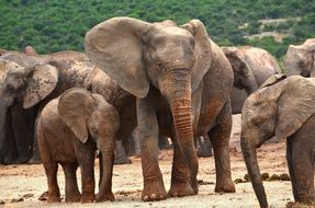 herd of wild elephants