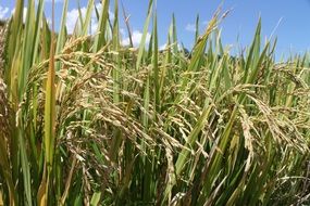 ripening Rice on Paddy close up