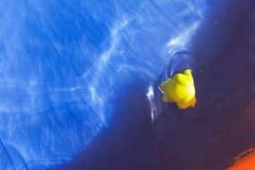 rubber yellow duck in a blue pool