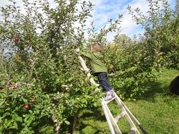 child collects apples in the Apple orchard