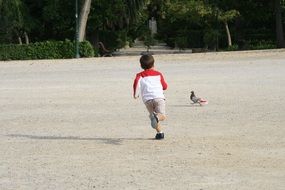 small child runs after a pigeon