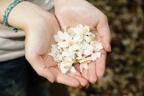 white small flowers in hands close-up