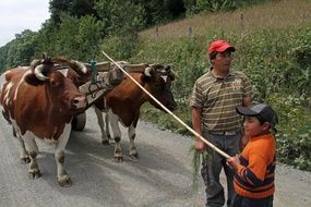 people stand near cows in chile