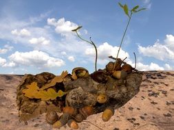 acorns like seeds