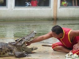 crocodile farm in Samut prakan