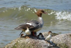 wild Baltic Sea bird