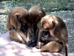 monkey family on the stone