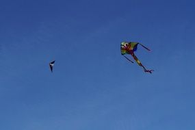 kites in flight in a clear blue sky