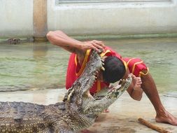 show of crocodiles in samut prakan