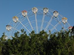 ferris wheel over trees in an amusement park