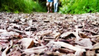 walking along the path in the forest