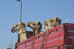 three camels in a truck in egypt