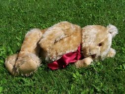 furry teddy bear on the grass