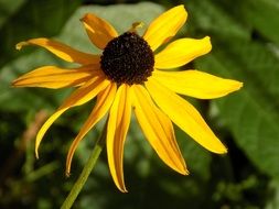 yellow flower from a family of daisies
