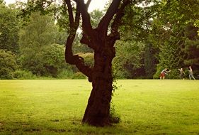 big tree on a green lawn