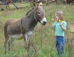 Donkey and Child girl on Farm