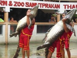 crocodile farm in Thailand