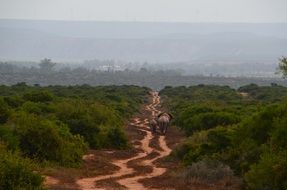 African elephants in bush