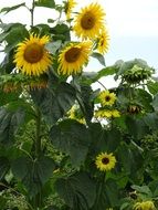 sunflower family in the garden