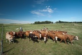 shepherds near a herd of cows in a pasture