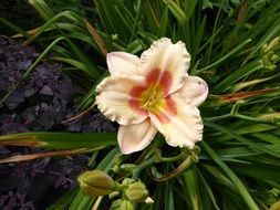 Lily Yellow