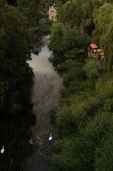Beautiful swan family in Avon river in England