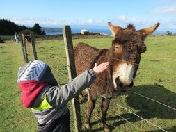 Child and donkey near the lake