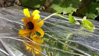 rudbeckia Flower with Reflection on foil