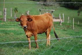 brown cow on a green pasture
