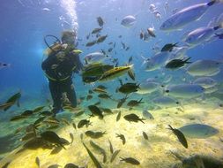 diving among a variety of fish