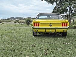 yellow mustang stands on green grass