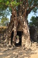 temple complex in a tree in cambodia