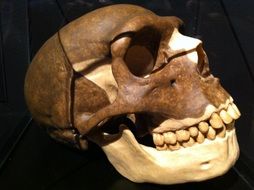 skull in the museum of fossils