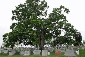 memorial gravestone under a huge tree