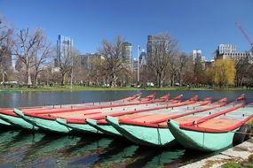 swan boats in a park in boston