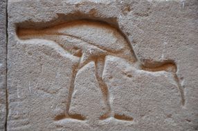 bird on the wall of an egyptian temple