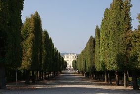 alley with green trees in Vienna