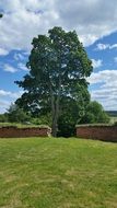 Oak and Castle Ruins