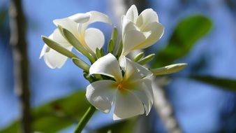 frangipani is an exotic plant