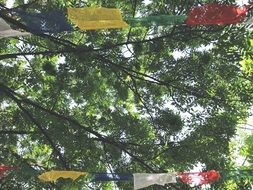 Flags on the trees in summer