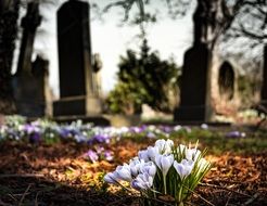 Crocuses blooming on Cemetery