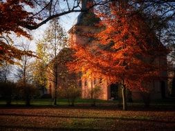 autumn trees in front of the church in november