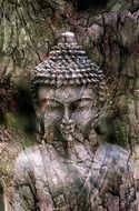 face of buddha on the tree bark