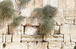 grass on the Wailing Wall in Jerusalem