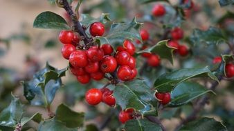 Closeup photo of Holly Tree