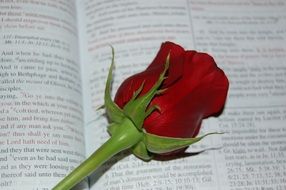 Rose on Bible