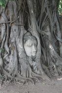 Buddha head in the roots of a tree in the Mahathat Temple