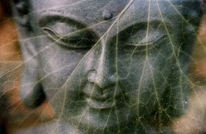 buddha face on the tree leaf