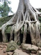 jungle tree in Cambodia