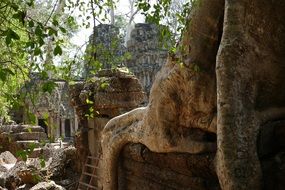 root of a large tree among the ruins of a temple in Cambodia